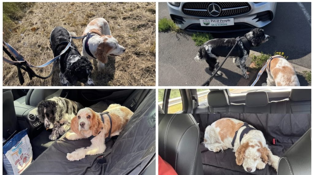 Roary & Brutus Travel A