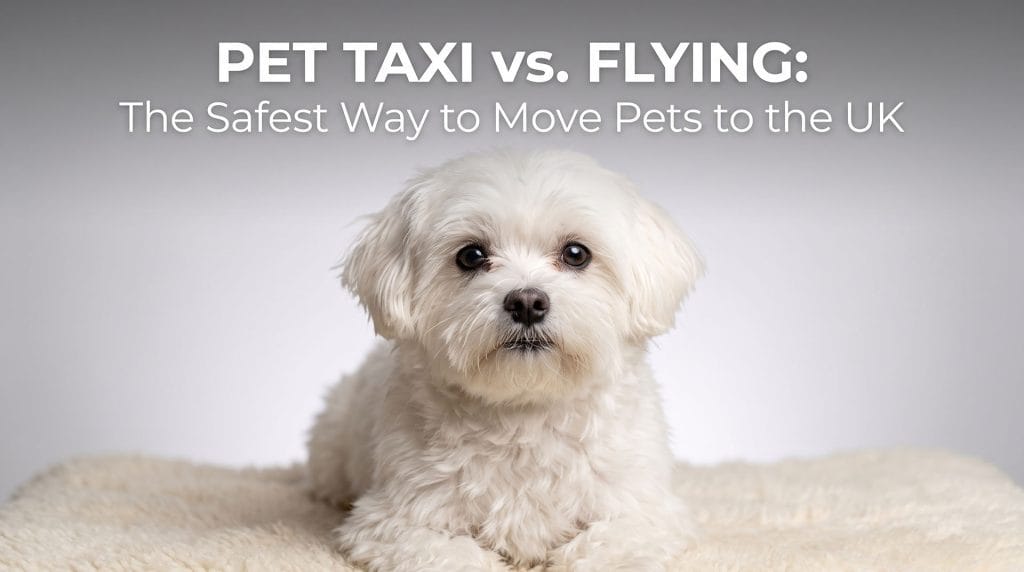 Blog 2 Pet Taxi vs Flying