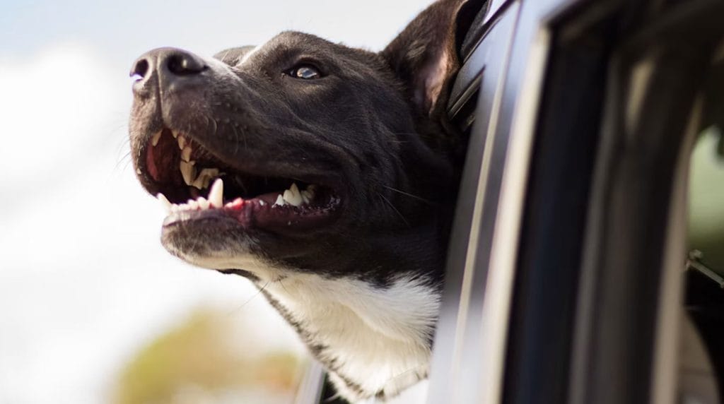 Blog 1 The Ultimate Guide to Stress-Free Pet Transport UK and Europe